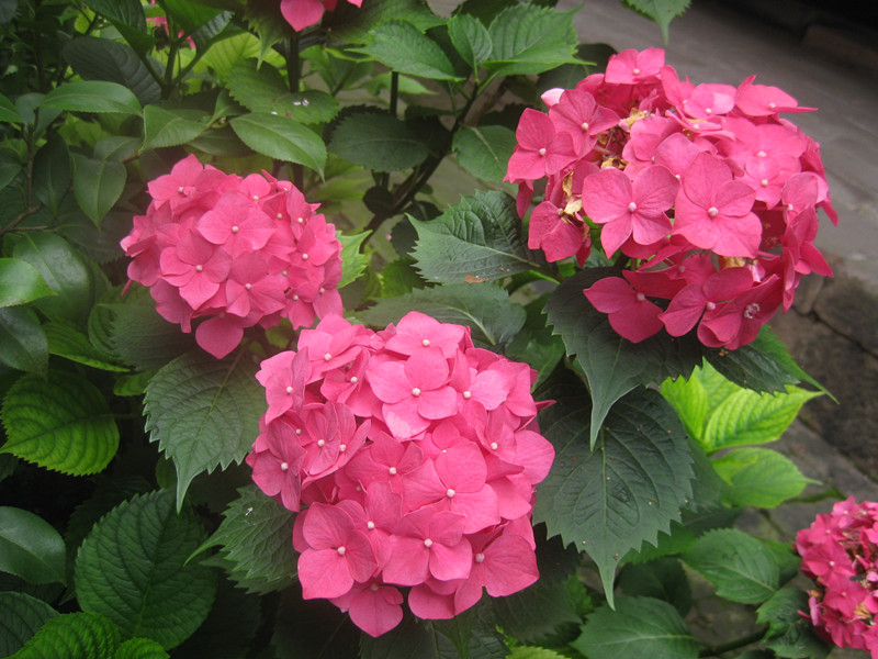 麟越医生速聘2027年招聘